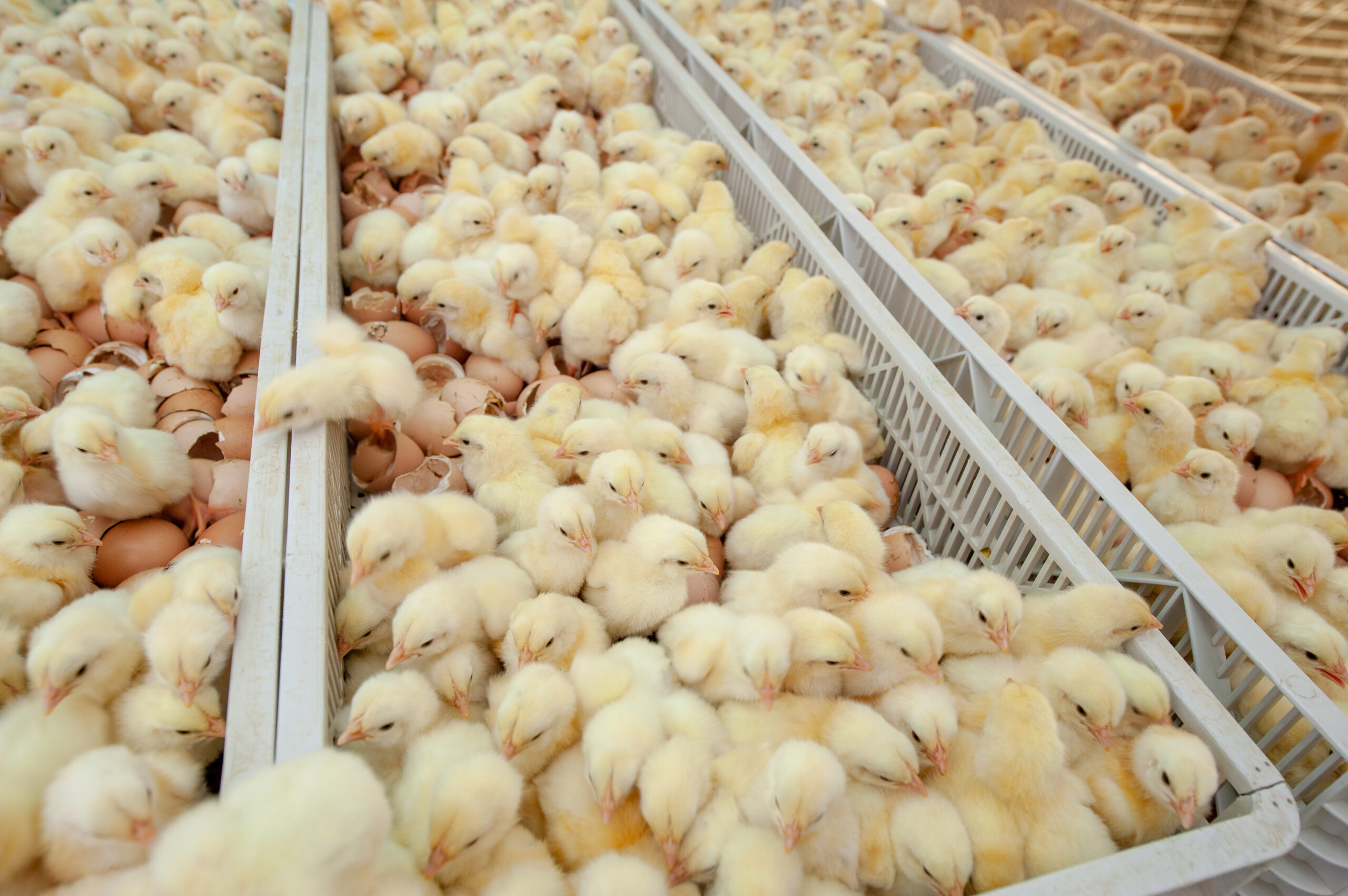 Modern feed production facility